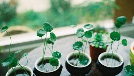 铜钱草盆栽 铜钱草盆栽