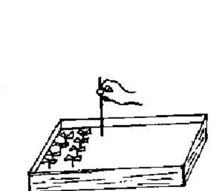 扦插 扦插