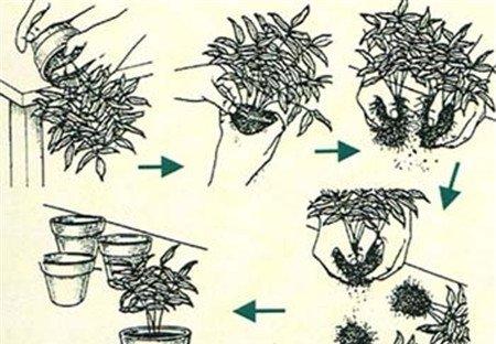 芍药的分株时间 芍药的分株时间