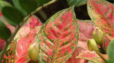 怎么让五彩芋在春暖时泛起花苞? 怎么让五彩芋在春暖时泛起花苞?