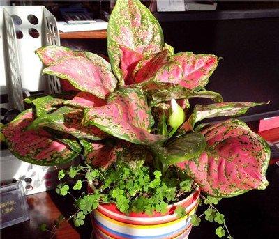 五彩芋什么时候开花? 五彩芋什么时候开花?
