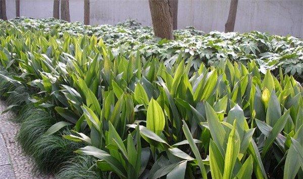 水培一叶兰怎么施肥