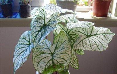 五彩芋:块茎储存 五彩芋:块茎储存