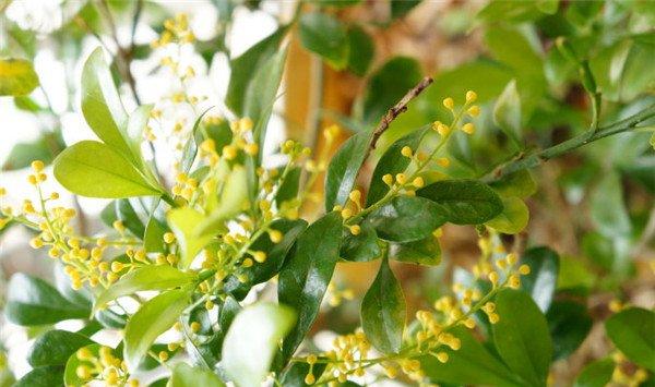 米兰花不开花怎么办