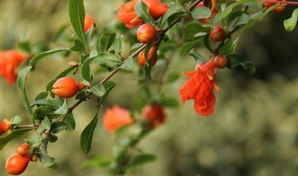 石榴花怎么种出来