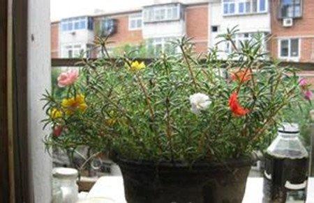 半枝莲栽植效果