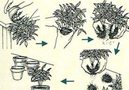 木兰分株