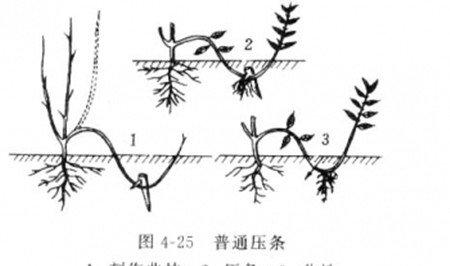 木兰压条