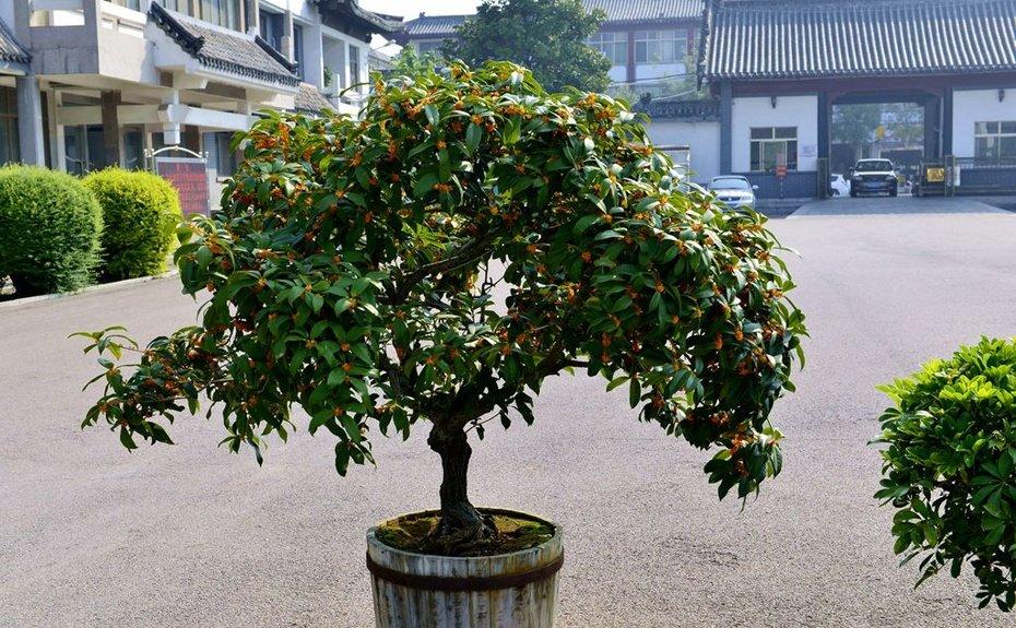 桂花盆栽 桂花盆栽