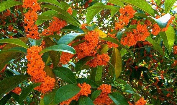 如何给桂花整形剪枝？