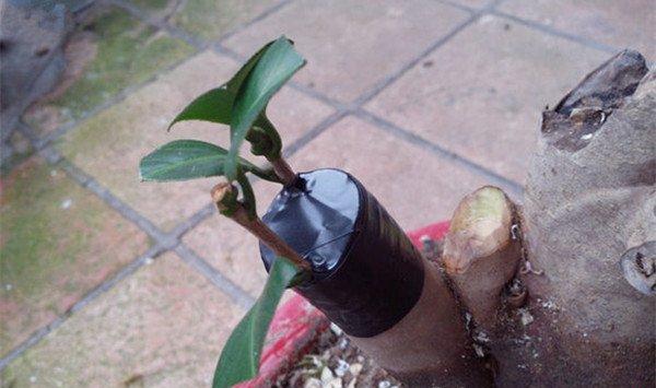 桂花的嫁接方法