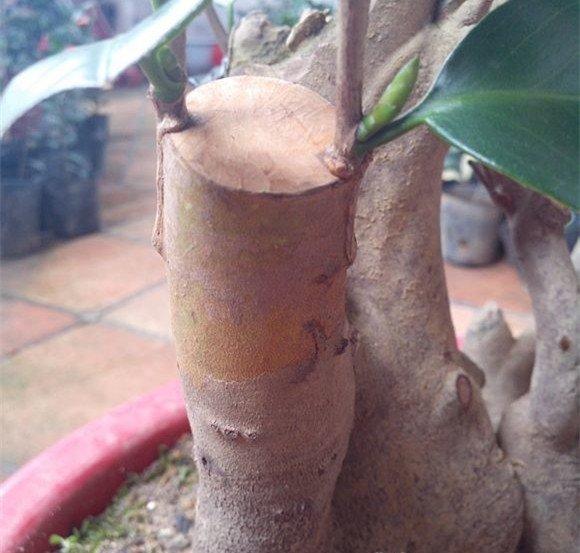 砧木截面