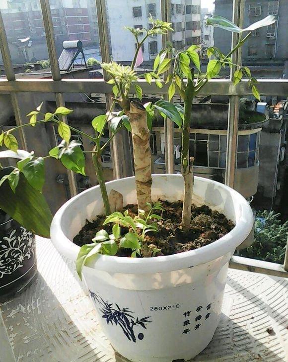 扦插发芽的幸福树