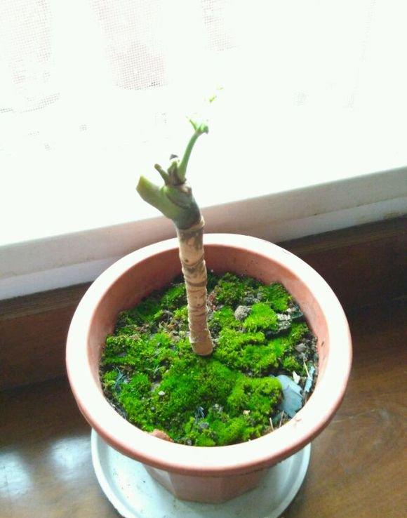 刚扦插的幸福树