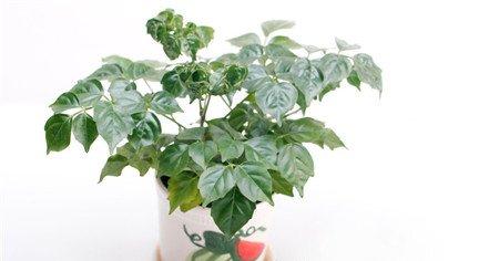 幸福树播种繁殖方法