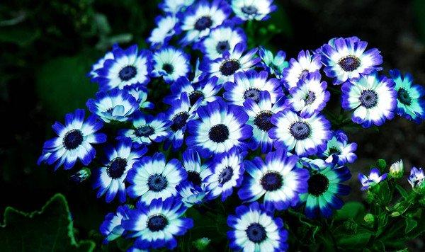 如何使瓜叶菊花大色艳