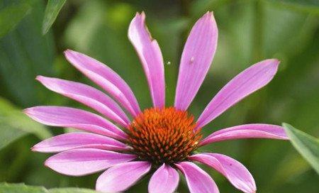 阳光下的矢车菊 阳光下的矢车菊