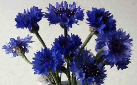 绽放的矢车菊 绽放的矢车菊
