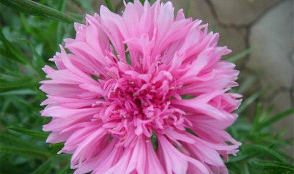 矢车菊种植要注意什么 矢车菊种植要注意什么