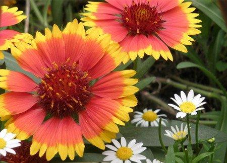 盛开的矢车菊 盛开的矢车菊