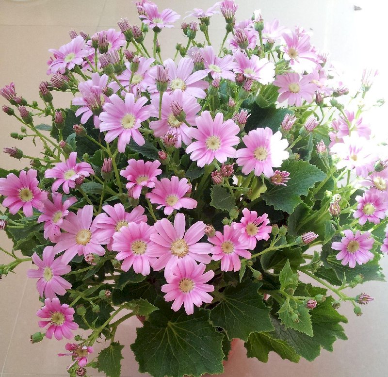 粉红色瓜叶菊 粉红色瓜叶菊