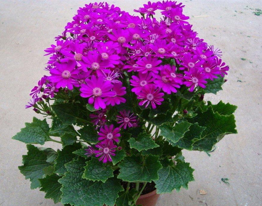 枚红色瓜叶菊 枚红色瓜叶菊