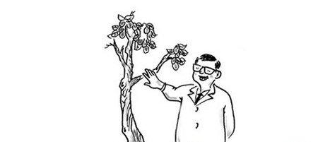 石榴花施肥 石榴花施肥