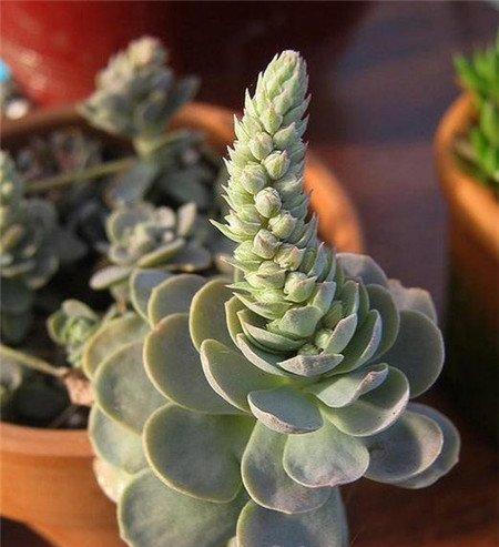 子持年华开花图片