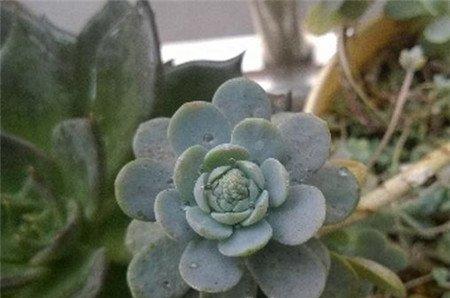 子持年华要开花了