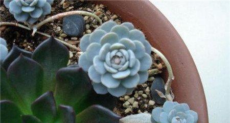 子持年华开花