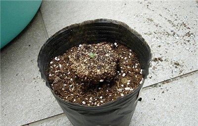 牵牛花小苗上盆：土坨