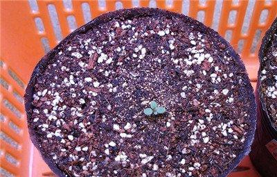 牵牛花小苗上盆