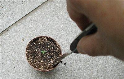 牵牛花小苗上盆：撬苗