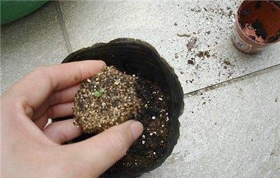 牵牛花小苗上盆：撬苗