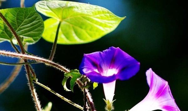 牵牛花的播种方法