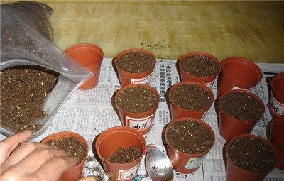 牵牛花装土 牵牛花装土