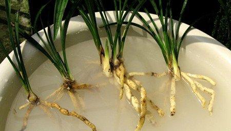 斑舌兰分株护理 斑舌兰分株护理