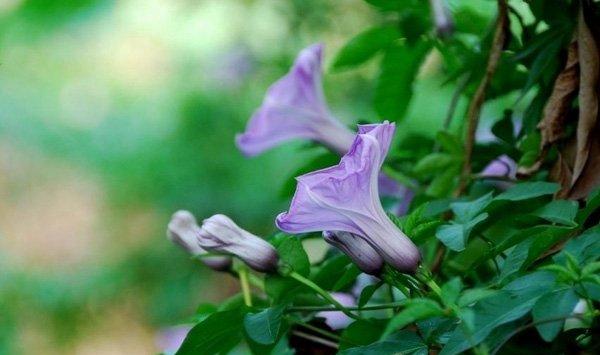 牵牛花怎么修剪