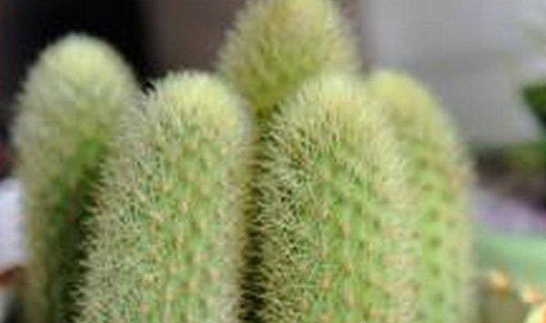 金手指的种植搭配