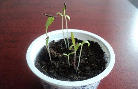 播种成苗的矢车菊 播种成苗的矢车菊