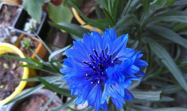 矢车菊怎么播种 矢车菊怎么播种