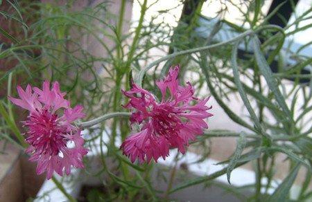 播种长成的矢车菊 播种长成的矢车菊