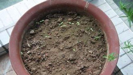 矢车菊优质盆土 矢车菊优质盆土