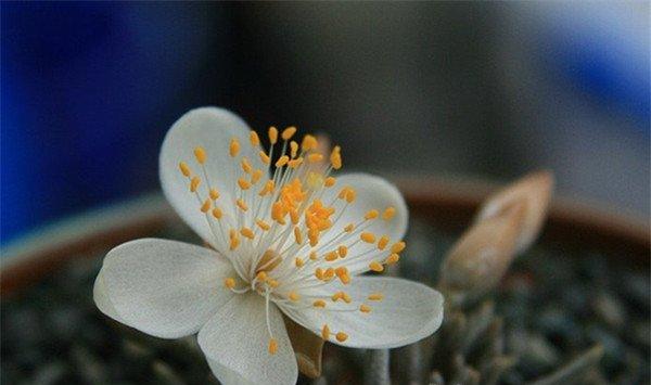 白花韧锦需要施肥吗