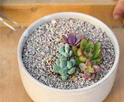 黄金万年草组盆方法：依次种下