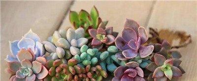 黄金万年草组盆方法：洗根