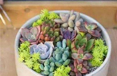 黄金万年草组盆方法：黄金万年草点缀