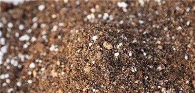黄金万年草组盆土壤