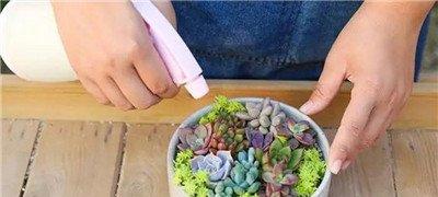 黄金万年草组盆：喷水