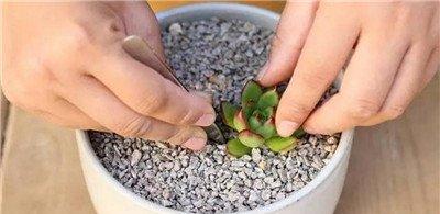 黄金万年草组盆方法：种植